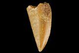 Serrated, Raptor Tooth - Real Dinosaur Tooth #127062-1